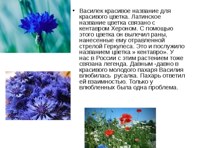 Василек красивое название для красивого цветка. Латинское название цветка связано с кентавром Хероном. С помощью этого цветка он вылечил раны, нанесенные ему отравленной стрелой Геркулеса. Это и послужило названием цветка » кентавро». У нас в России с этим растением тоже связана легенда. Давным -давно в красивого молодого пахаря Василия влюбилась русалка. Пахарь ответил ей взаимностью. Только у влюбленных была одна проблема. 