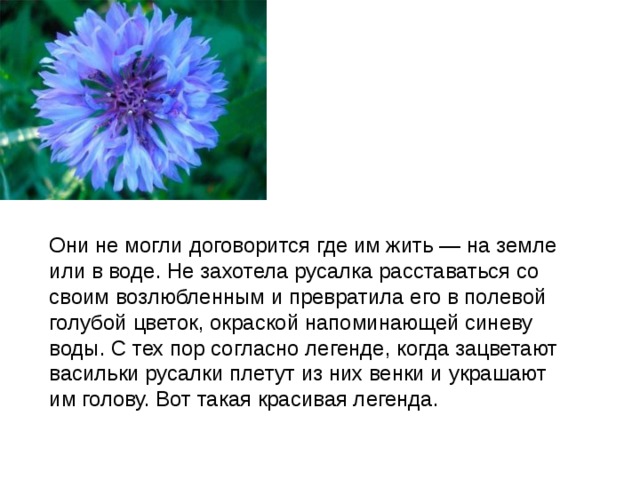 Они не могли договорится где им жить — на земле или в воде. Не захотела русалка расставаться со своим возлюбленным и превратила его в полевой голубой цветок, окраской напоминающей синеву воды. С тех пор согласно легенде, когда зацветают васильки русалки плетут из них венки и украшают им голову. Вот такая красивая легенда. 