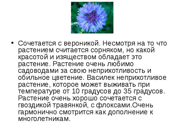Сочетается с вероникой. Несмотря на то что растением считается сорняком, но какой красотой и изяществом обладает это растение. Растение очень любимо садоводами за свою неприхотливость и обильное цветение. Василек неприхотливое растение, которое может выживать при температуре от 10 градусов до 35 градусов. Растение очень хорошо сочетается с гвоздикой травянкой, с флоксами.Очень гармонично смотрится как дополнение к многолетникам. 