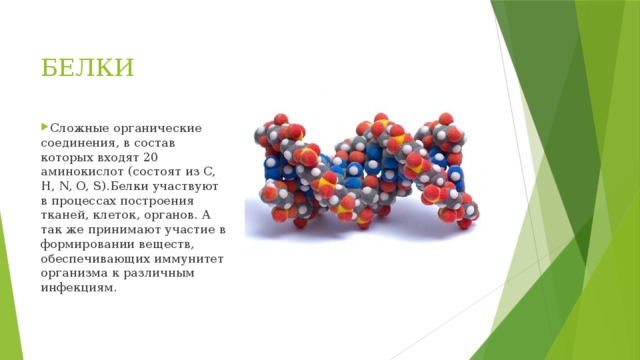 БЕЛКИ Сложные органические соединения, в состав которых входят 20 аминокислот (состоят из C, H, N, O, S).Белки участвуют в процессах построения тканей, клеток, органов. А так же принимают участие в формировании веществ, обеспечивающих иммунитет организма к различным инфекциям. 