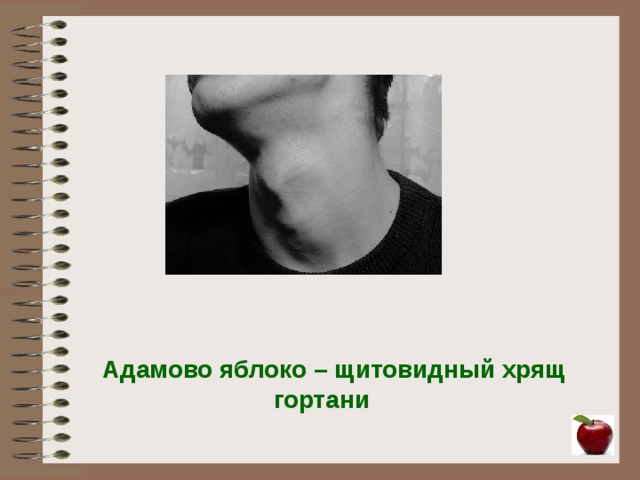 Яблоко кадык. Адамово яблоко у мужчин. Щитовидный хрящ адамово яблоко. Адамова яблока человека.