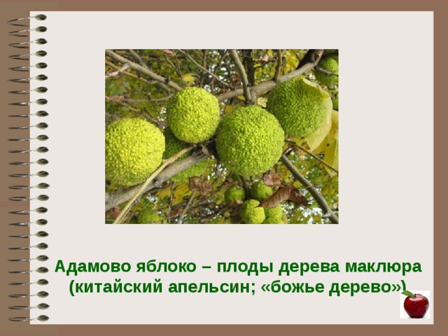 Адамово дерево фото и описание плоды