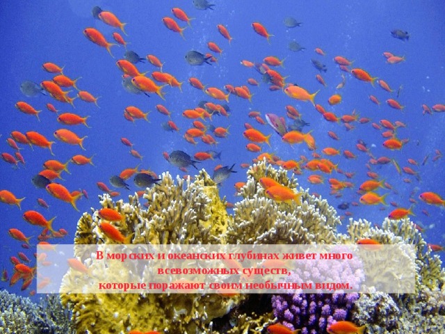 В морских и океанских глубинах живет много всевозможных существ, которые поражают своим необычным видом. 
