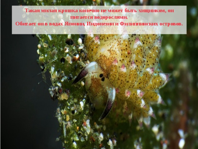 Такая милая крошка конечно не может быть хищником, он питается водорослями. Обитает он в водах Японии, Индонезии и Филиппинских островов.  