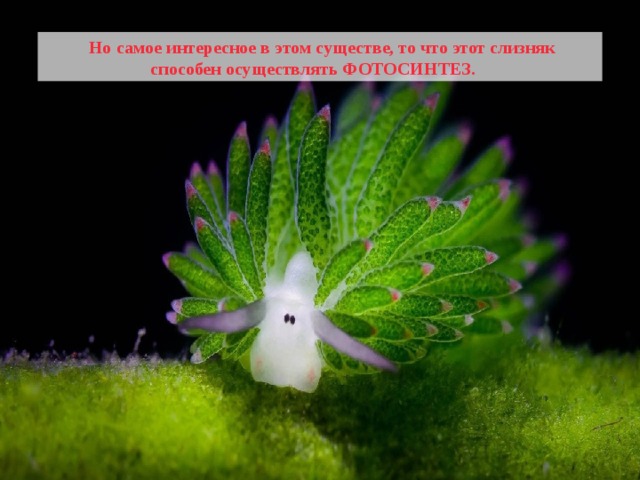  Но самое интересное в этом существе, то что этот слизняк способен осуществлять ФОТОСИНТЕЗ. 