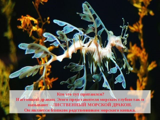  Кто это тут притаился? Настоящий дракон. Этого представителя морских глубин так и называют – ЛИСТВЕННЫЙ МОРСКОЙ ДРАКОН. Он является близким родственником морского конька. 