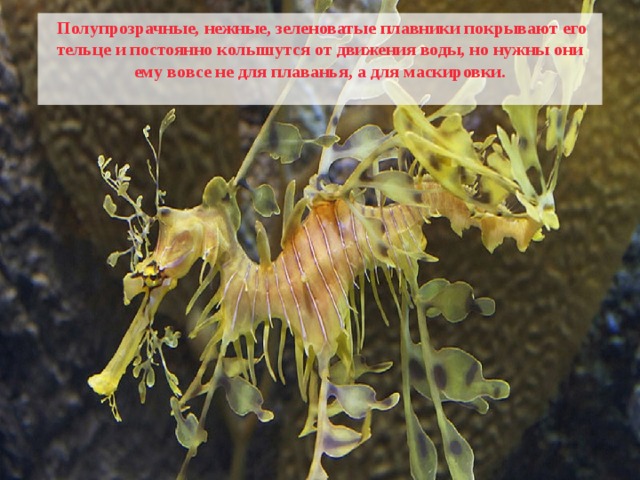  Полупрозрачные, нежные, зеленоватые плавники покрывают его тельце и постоянно колышутся от движения воды, но нужны они ему вовсе не для плаванья, а для маскировки.  