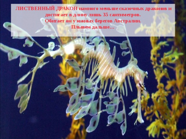  ЛИСТВЕННЫЙ ДРАКОН намного меньше сказочных драконов и достигает в длину лишь 35 сантиметров. Обитает он у южных берегов Австралии. Плывем дальше…  