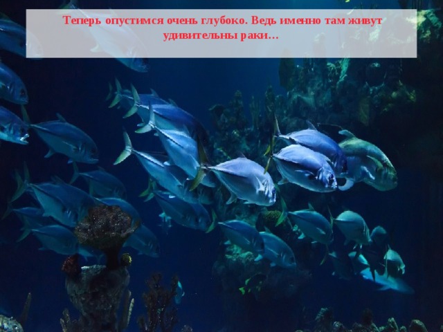  Теперь опустимся очень глубоко. Ведь именно там живут удивительны раки…  