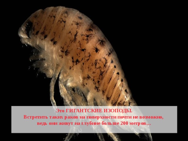  Это ГИГАНТСКИЕ ИЗОПОДЫ. Встретить таких раков на поверхности почти не возможно, ведь они живут на глубине больше 200 метров…  