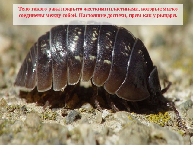 Тело такого рака покрыто жесткими пластинами, которые мягко соединены между собой. Настоящие доспехи, прям как у рыцаря.  