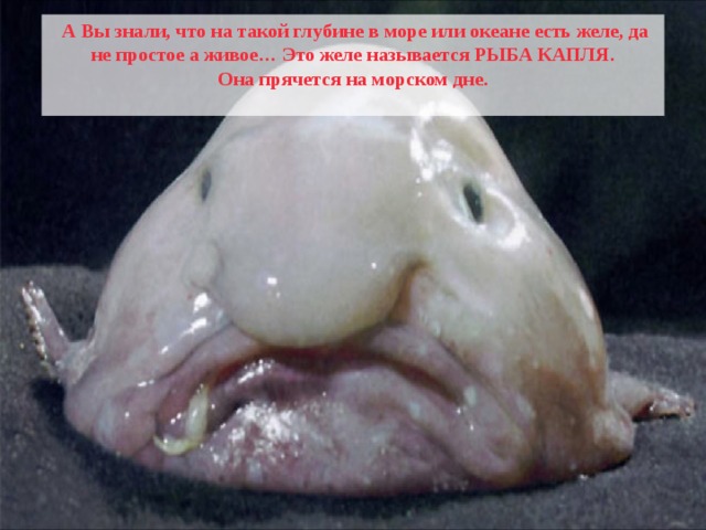  А Вы знали, что на такой глубине в море или океане есть желе, да не простое а живое… Это желе называется РЫБА КАПЛЯ. Она прячется на морском дне.  