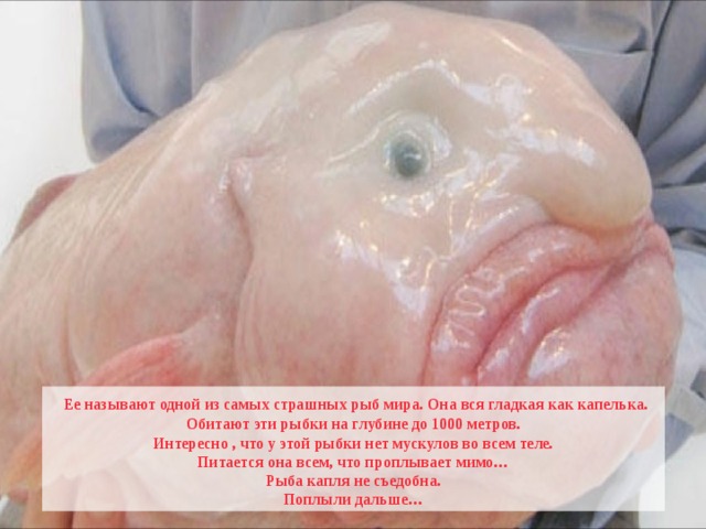  Ее называют одной из самых страшных рыб мира. Она вся гладкая как капелька. Обитают эти рыбки на глубине до 1000 метров. Интересно , что у этой рыбки нет мускулов во всем теле. Питается она всем, что проплывает мимо… Рыба капля не съедобна. Поплыли дальше… 
