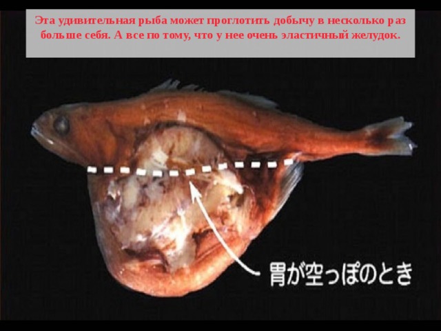 Эта удивительная рыба может проглотить добычу в несколько раз больше себя. А все по тому, что у нее очень эластичный желудок.  
