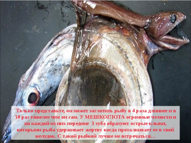  Только представьте, он может заглотить рыбу в 4 раза длиннее и в 10 раз тяжелее чем он сам. У МЕШКОГЛОТА огромные челюсти и на каждой из них передние 3 зуба образуют острые клыки, которыми рыба удерживает жертву когда проталкивает ее в свой желудок. С такой рыбкой лучше не встречаться… 