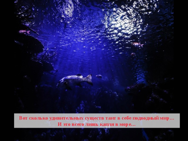 Вот сколько удивительных существ таит в себе подводный мир… И это всего лишь капля в море… 