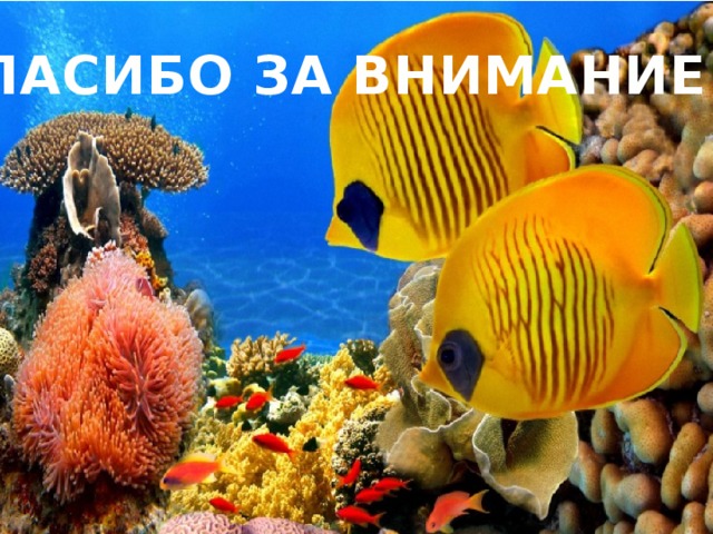 СПАСИБО ЗА ВНИМАНИЕ!!! 