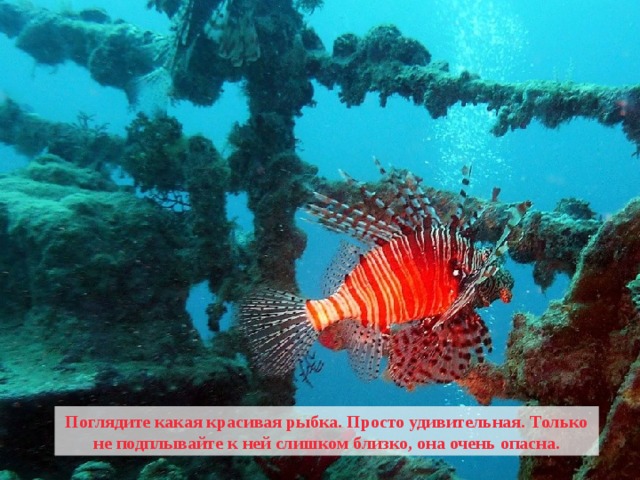 Поглядите какая красивая рыбка. Просто удивительная. Только не подплывайте к ней слишком близко, она очень опасна. 