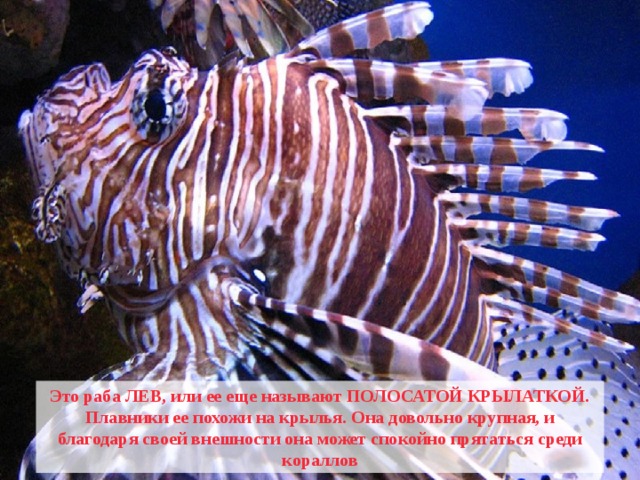 Это раба ЛЕВ, или ее еще называют ПОЛОСАТОЙ КРЫЛАТКОЙ. Плавники ее похожи на крылья. Она довольно крупная, и благодаря своей внешности она может спокойно прятаться среди кораллов 