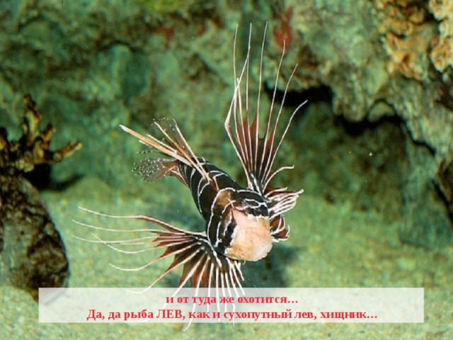  и от туда же охотится…  Да, да рыба ЛЕВ, как и сухопутный лев, хищник… 
