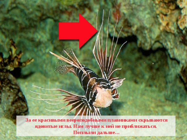  За ее красивыми веероподобными плавниками скрываются ядовитые иглы. Нам лучше к ней не приближаться.  Поплыли дальше… 