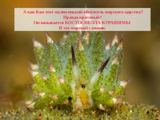  А как Вам этот малюсенький обитатель морского царства? Правда красивый? Он называется КОСТОСИЕЛЛА КУРАШИМЫ И это морской слизняк. 