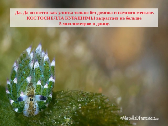  Да. Да он почти как улитка только без домика и намного меньше. КОСТОСИЕЛЛА КУРАШИМЫ вырастает не больше  5 миллиметров в длину. 