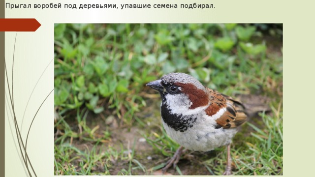 Прыгал воробей под деревьями, упавшие семена подбирал.   
