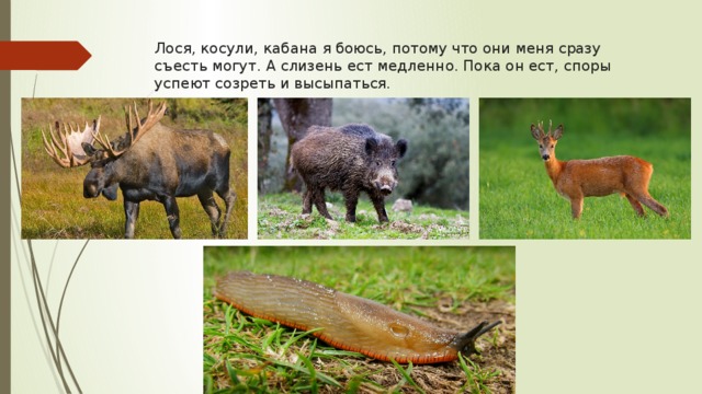 Лося, косули, кабана я боюсь, потому что они меня сразу съесть могут. А слизень ест медленно. Пока он ест, споры успеют созреть и высыпаться. 