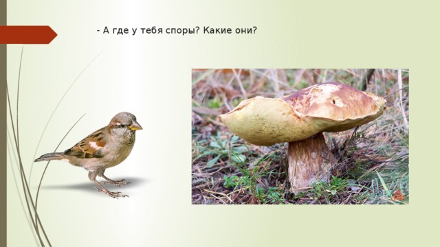 - А где у тебя споры? Какие они? 