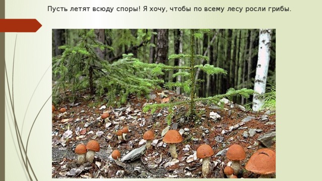 Пусть летят всюду споры! Я хочу, чтобы по всему лесу росли грибы. 