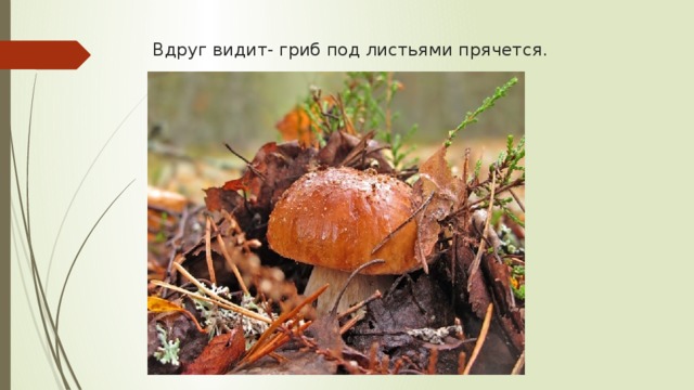 Вдруг видит- гриб под листьями прячется. 