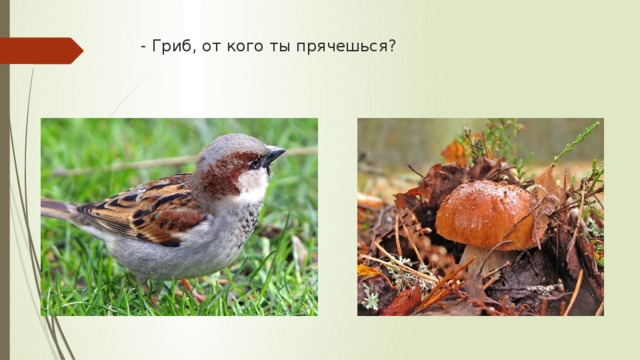 - Гриб, от кого ты прячешься? 