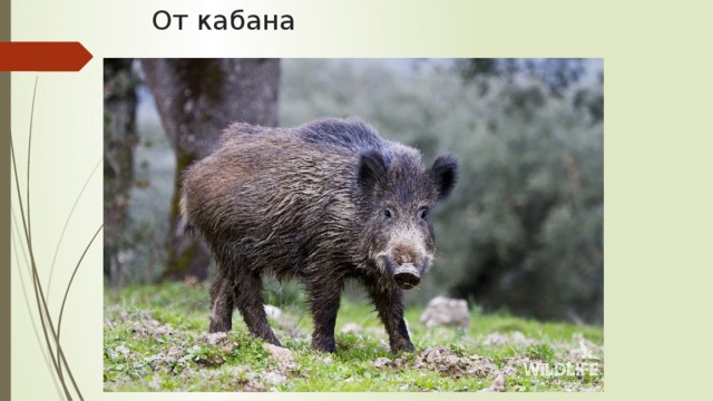 От кабана 