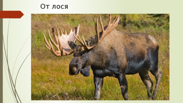 От лося 