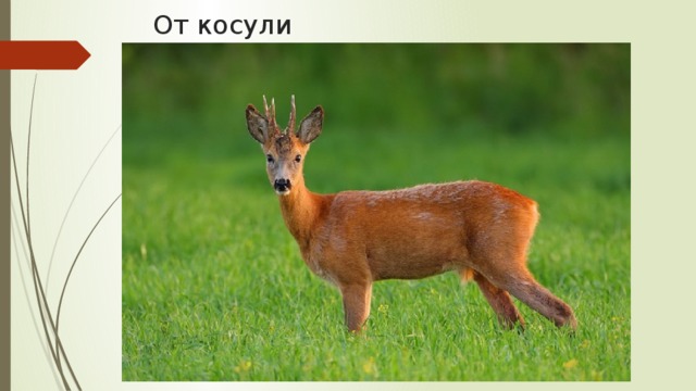 Дичь косули