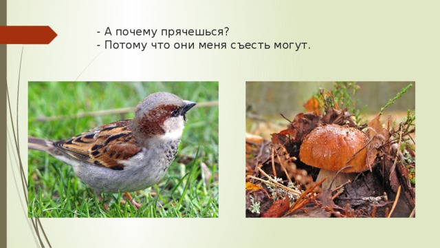 - А почему прячешься?  - Потому что они меня съесть могут. 