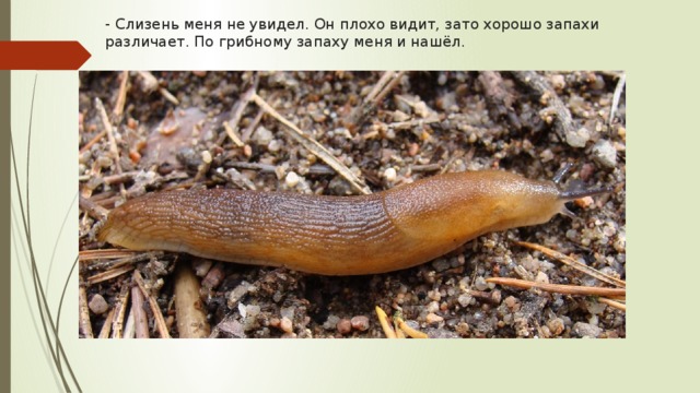 - Слизень меня не увидел. Он плохо видит, зато хорошо запахи различает. По грибному запаху меня и нашёл. 