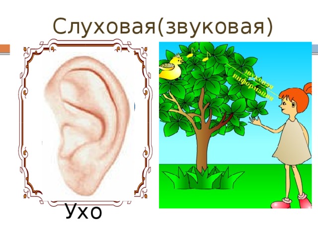 Слуховая(звуковая) Ухо 