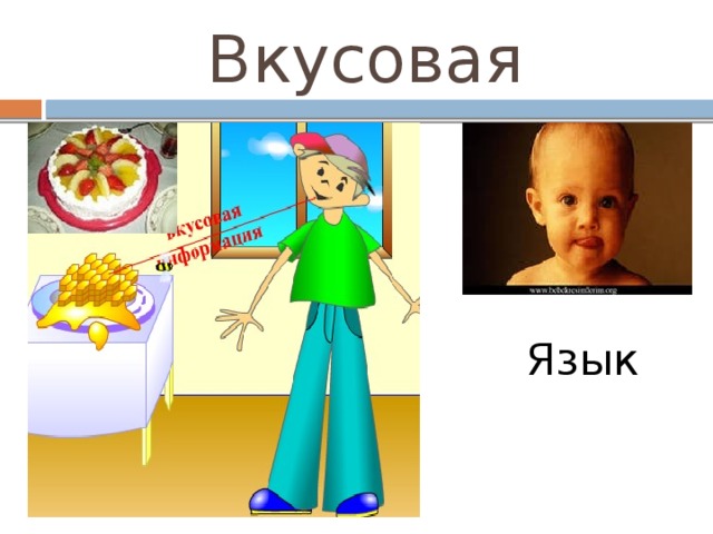 Вкусовая Язык 