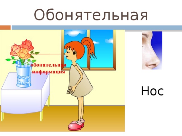 Обонятельная Нос 