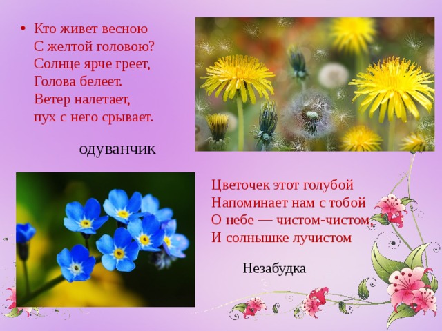 Кто живет весною  С желтой головою?  Солнце ярче греет,  Голова белеет.  Ветер налетает,  пух с него срывает.