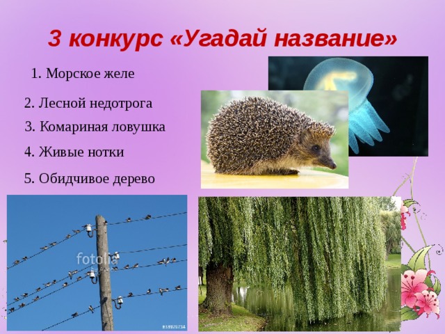 3 конкурс «Угадай название» 1. Морское желе 2. Лесной недотрога 3. Комариная ловушка 4. Живые нотки 5. Обидчивое дерево