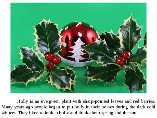  Holly is an evergreen plant with sharp-pointed leaves and red berries. Many years ago people began to put holly in their homes during the dark cold winters. They liked to look at holly and think about spring and the sun. 