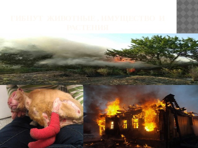 Гибнут животные , имущество и растения 