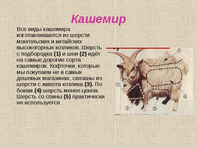 Что означает шерстяной. Местообитание кашемировых коз. Сообщение о слове кашемир. Где обитают кашемировые козы. Происхождение слова кашемир.