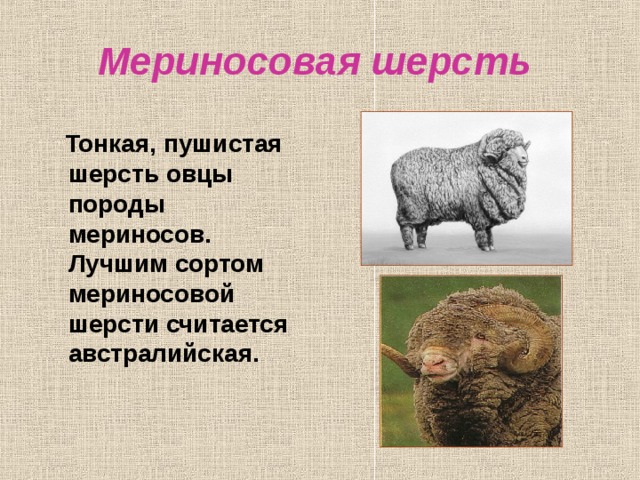 Мериносовая  шерсть   Тонкая, пушистая шерсть овцы породы мериносов. Лучшим сортом мериносовой шерсти считается австралийская. 