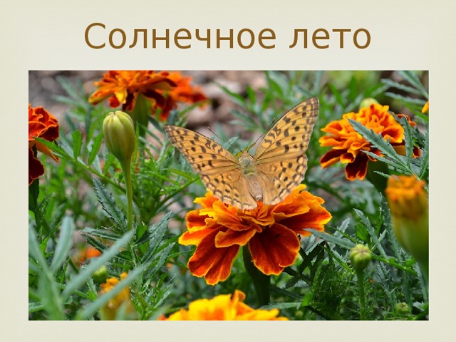 Солнечное лето   