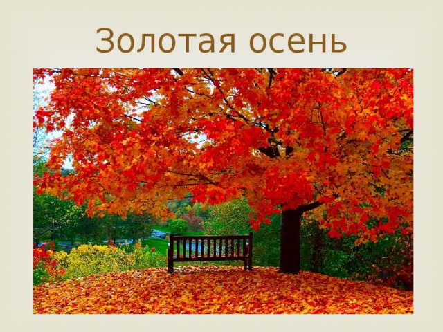 Золотая осень 