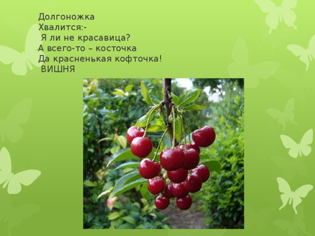 Долгоножка  Хвалится:-  Я ли не красавица?  А всего-то – косточка  Да красненькая кофточка!  ВИШНЯ 